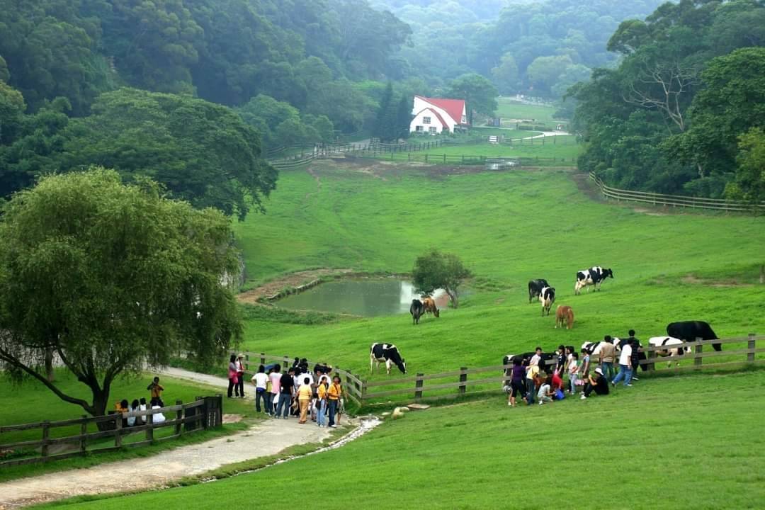 苗栗飛牛牧場